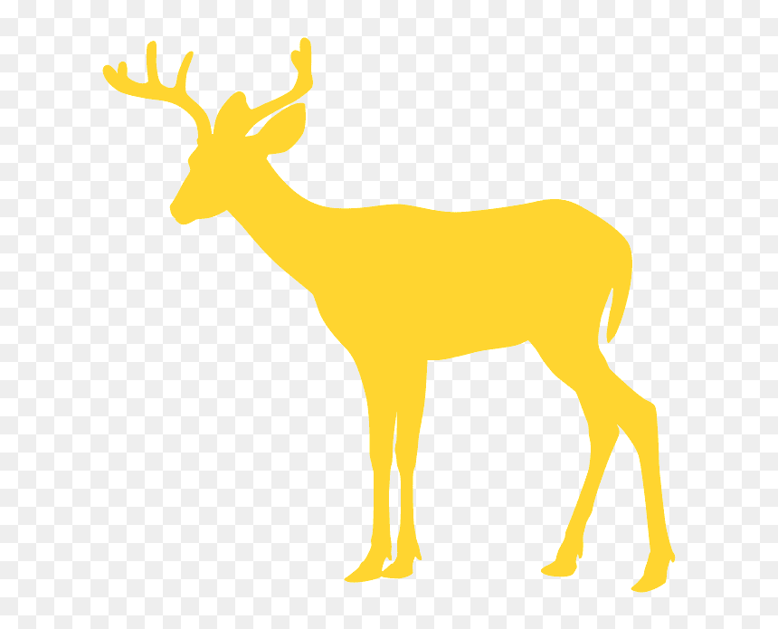 Reindeer, HD Png Download - white tailed deer png
