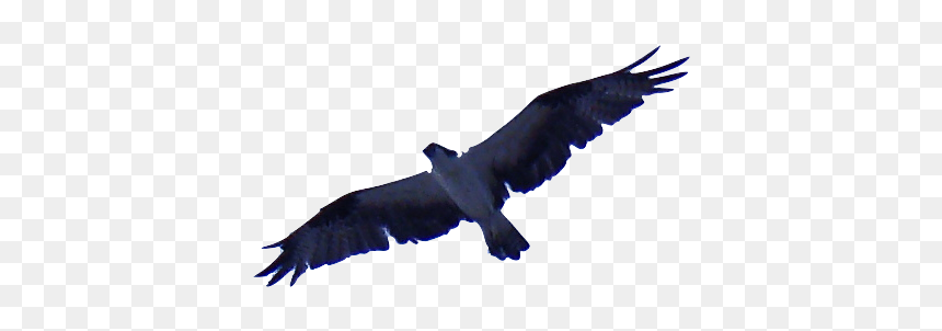 Sacred Sevens Anthony Barr - Buzzard, HD Png Download - mexico eagle png