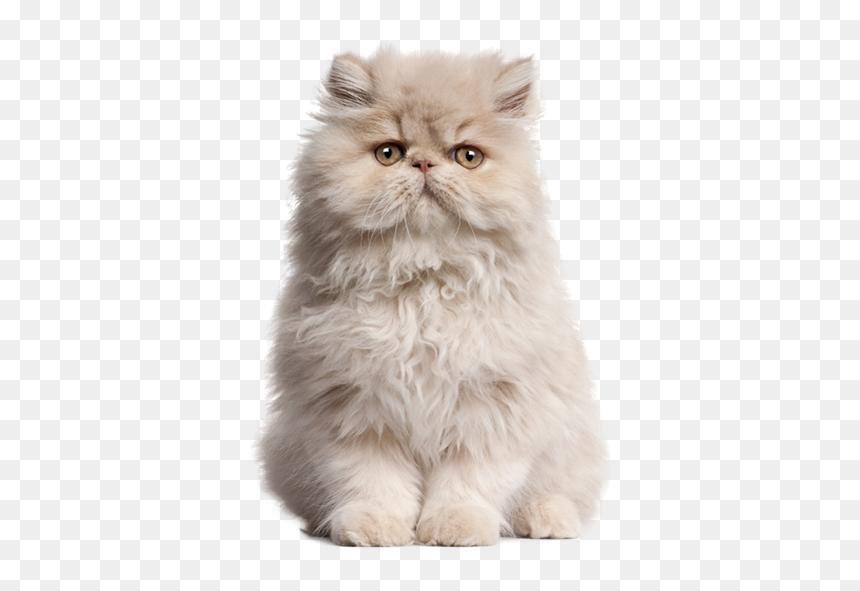 Flat Doll Face Persian, HD Png Download - persian cat png