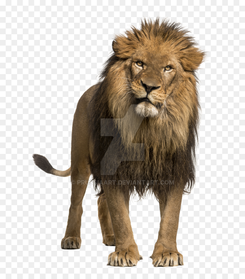 Adult Lion Transparent Background Prussiaart - Lion With White Background, HD Png Download - narnia png