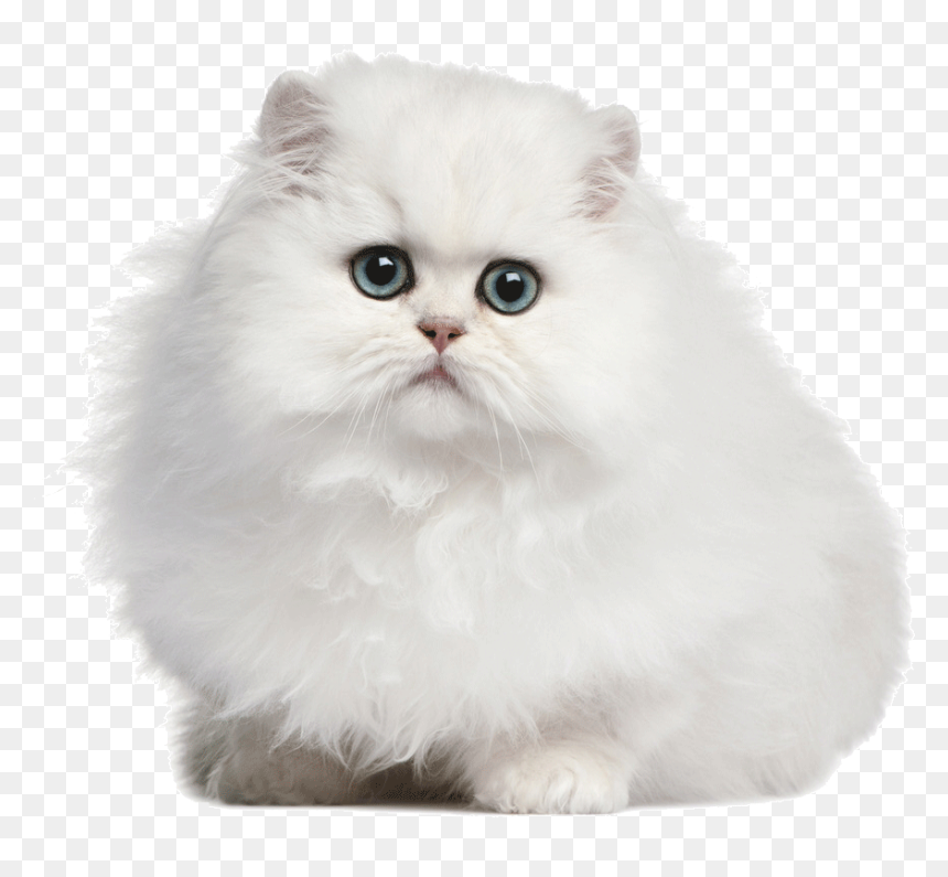 Clip Art Persian White Cat - 坡 絲 貓, HD Png Download - persian cat png