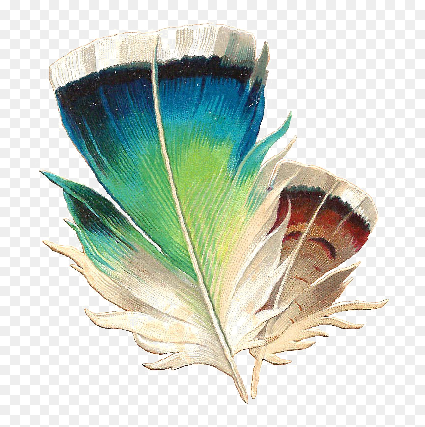Bird Feather Png Image - Feather Clip Art, Transparent Png - feather.png