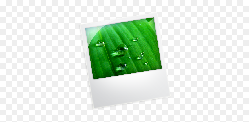 Sabal Minor, HD Png Download - slider arrow png