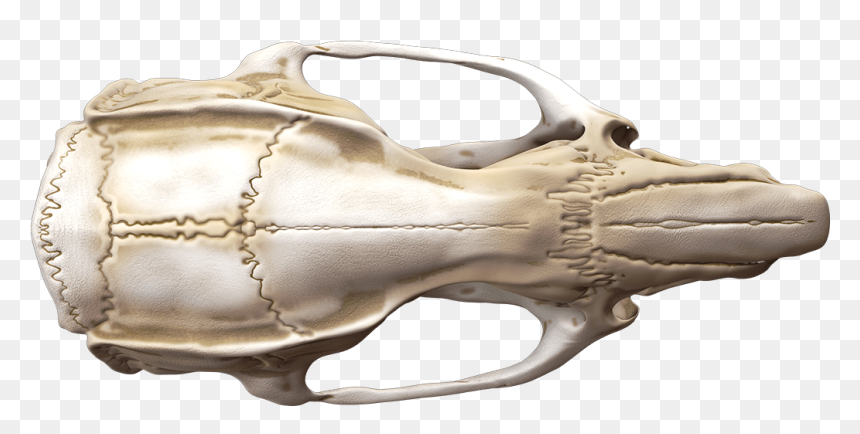 Animal Anatomy By Mieke Roth - Gun, HD Png Download - lab rat png