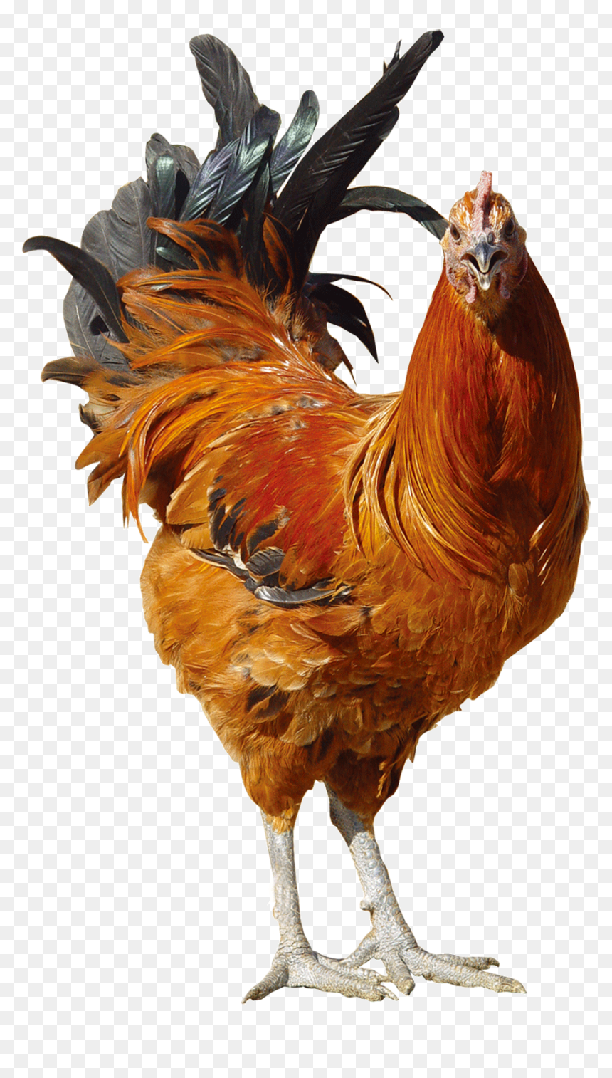 Cockfighting Png, Transparent Png - orange chicken png