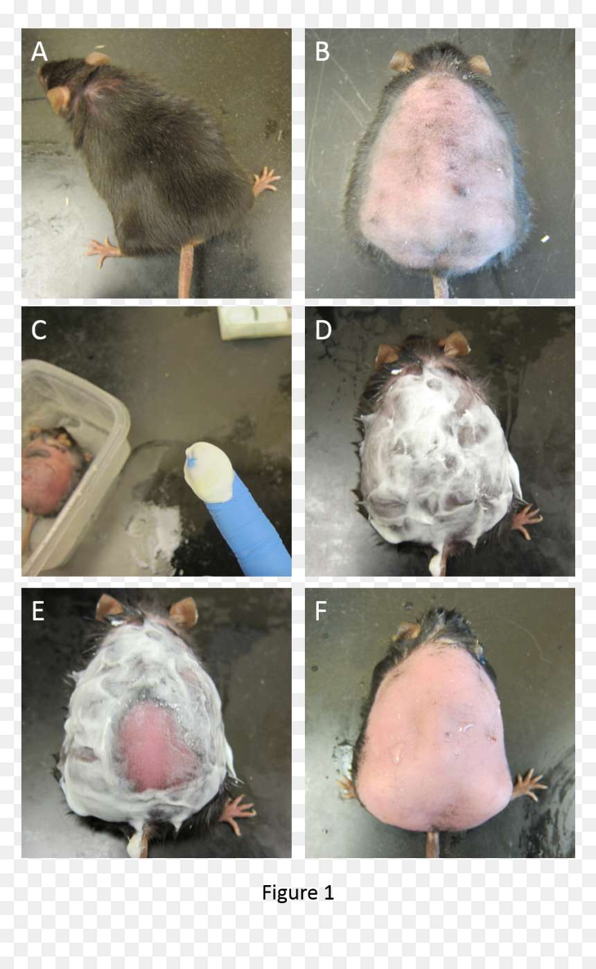 Transparent Opossum Png - Nutria, Png Download - stab wound png