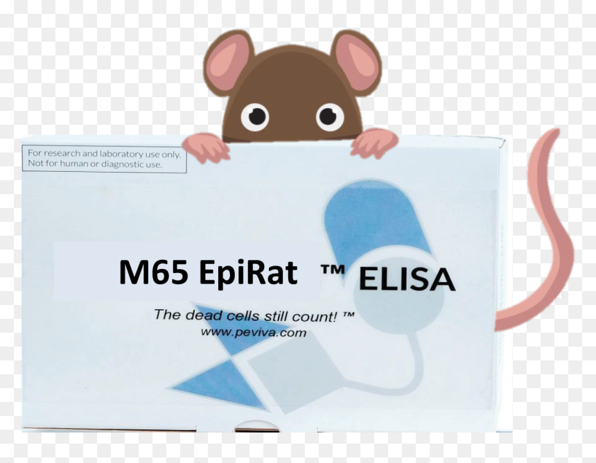 Eiprat Elisa - Rat, HD Png Download - lab rat png