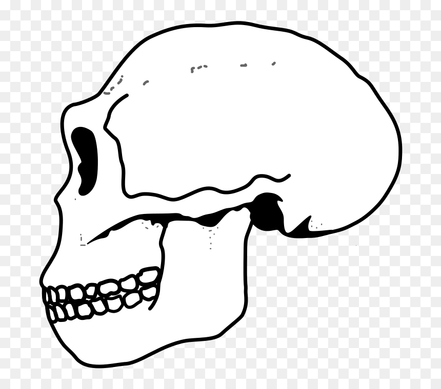 Ergaster Skull - Совок Головного Мозга, HD Png Download - pixel skull png