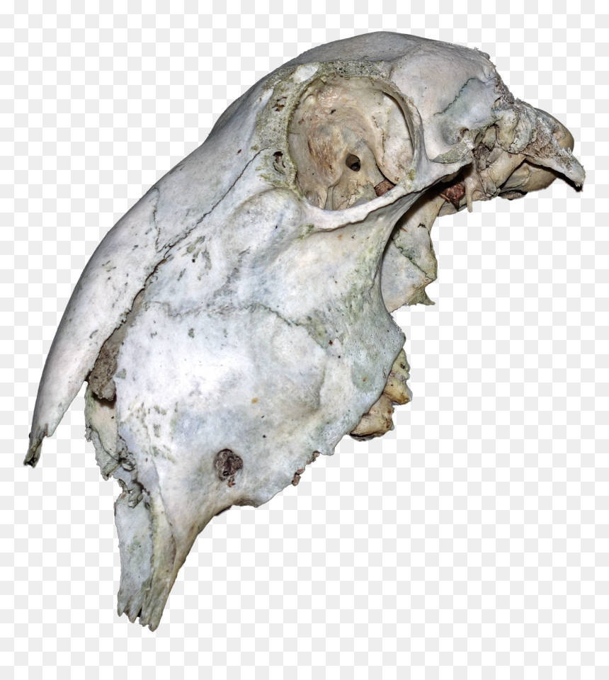 Animal Skull - Topos, HD Png Download - pixel skull png