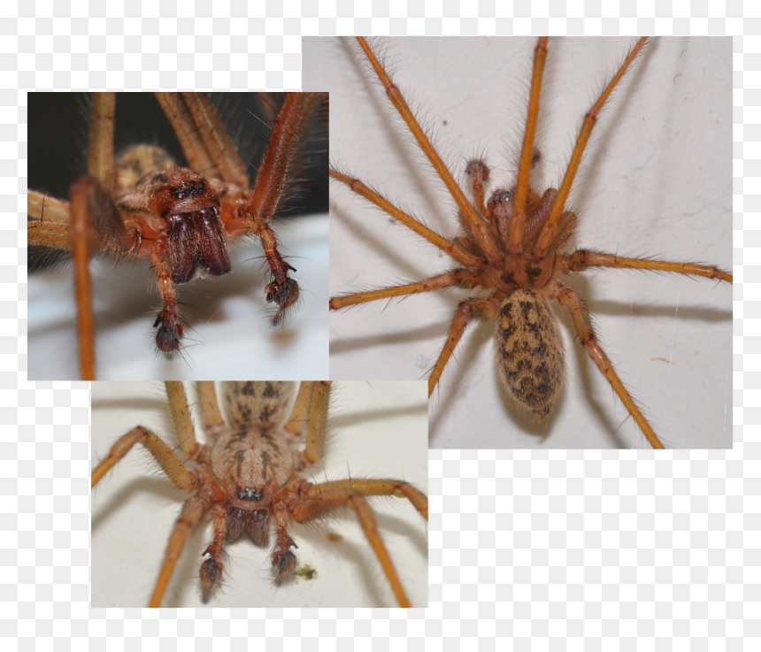 Picture - Wolf Spider, HD Png Download - giant spider png
