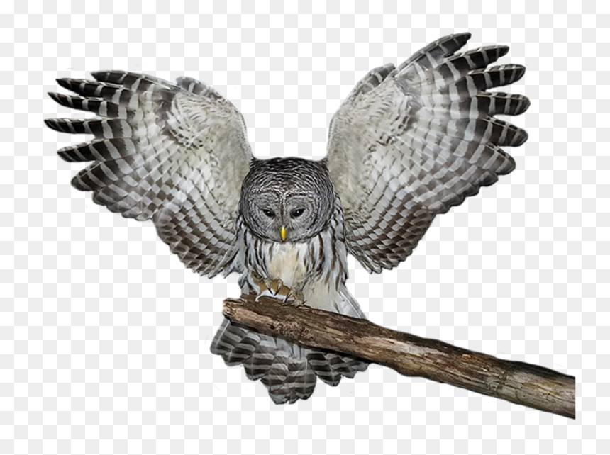 Owls Png Image File - Great Grey Owl Png, Transparent Png - owl.png