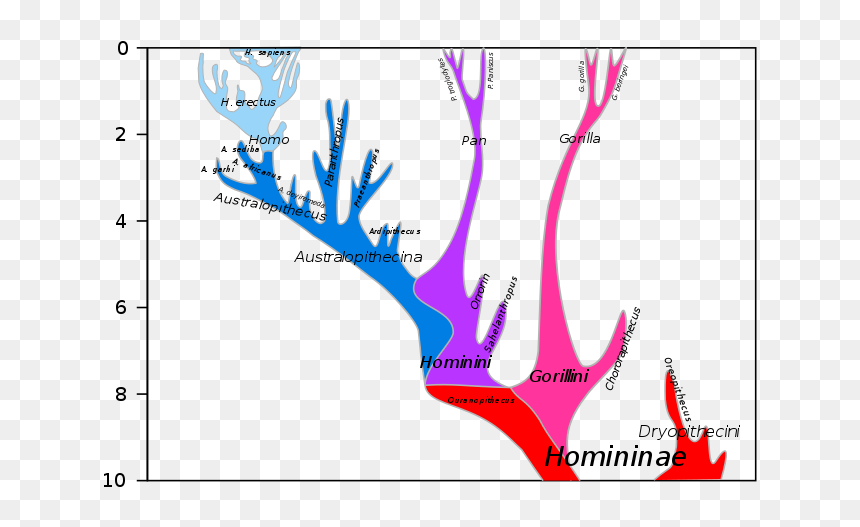 Authors Dbachmann - Missing Link Human Evolution, HD Png Download - speech bubble manga png