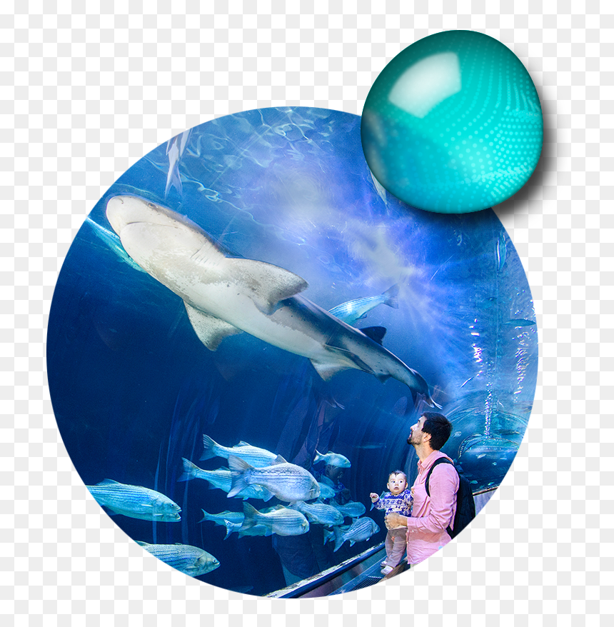 Aquarium Of The Bay, HD Png Download - cute shark png