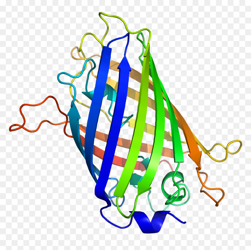 Genetic Engineering Fluorescent Mice, HD Png Download - glowstick png