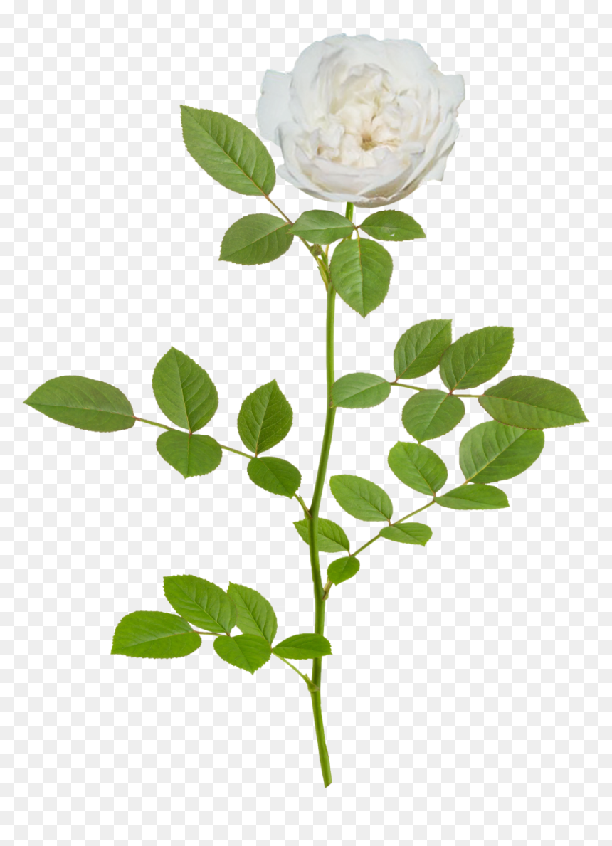 Icy Drift Branch - White Flower Rose Png, Transparent Png - peach flowers png