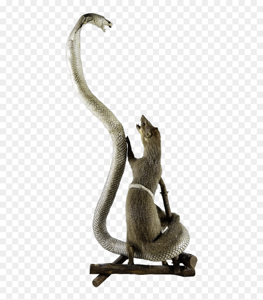 L1002723 Copy, HD Png Download - mongoose png