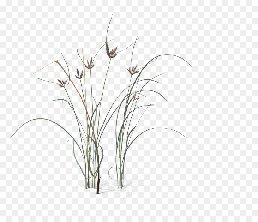 Sketch, HD Png Download - black grass png