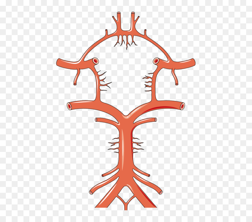 Cercle De Willis - Logo Circle Of Willis, HD Png Download - cercle png