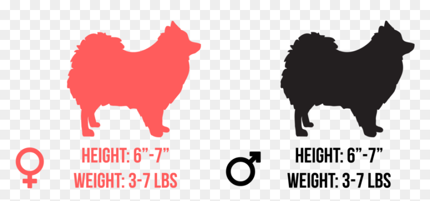 He Is A Toy Breed And Stands Only 6 To Inches Tall - Pomeranian Clipart Black And White, HD Png Download - height png