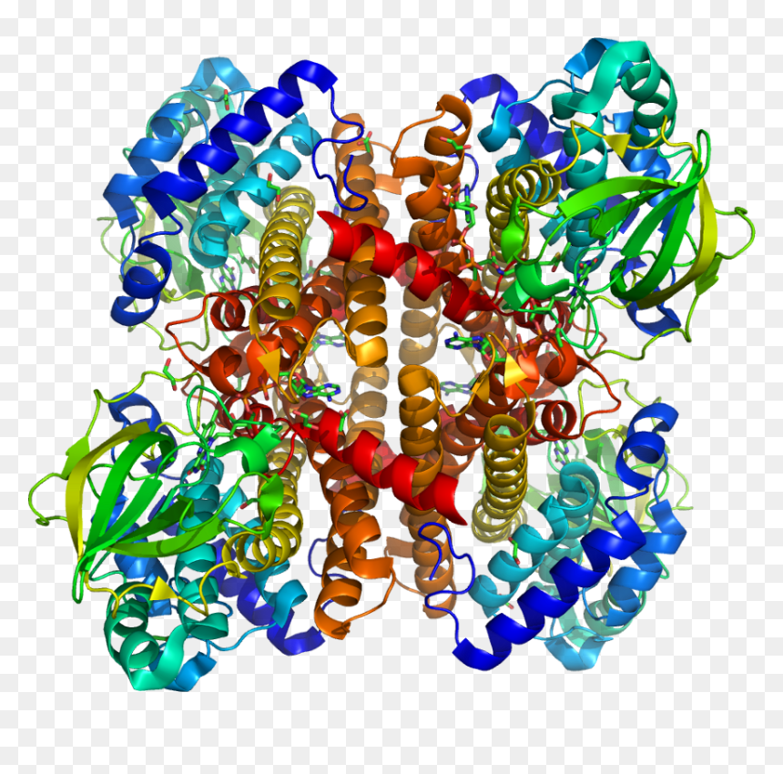 Protein Acad8 Pdb 1rx0 - Creative Arts, HD Png Download - rat fink png