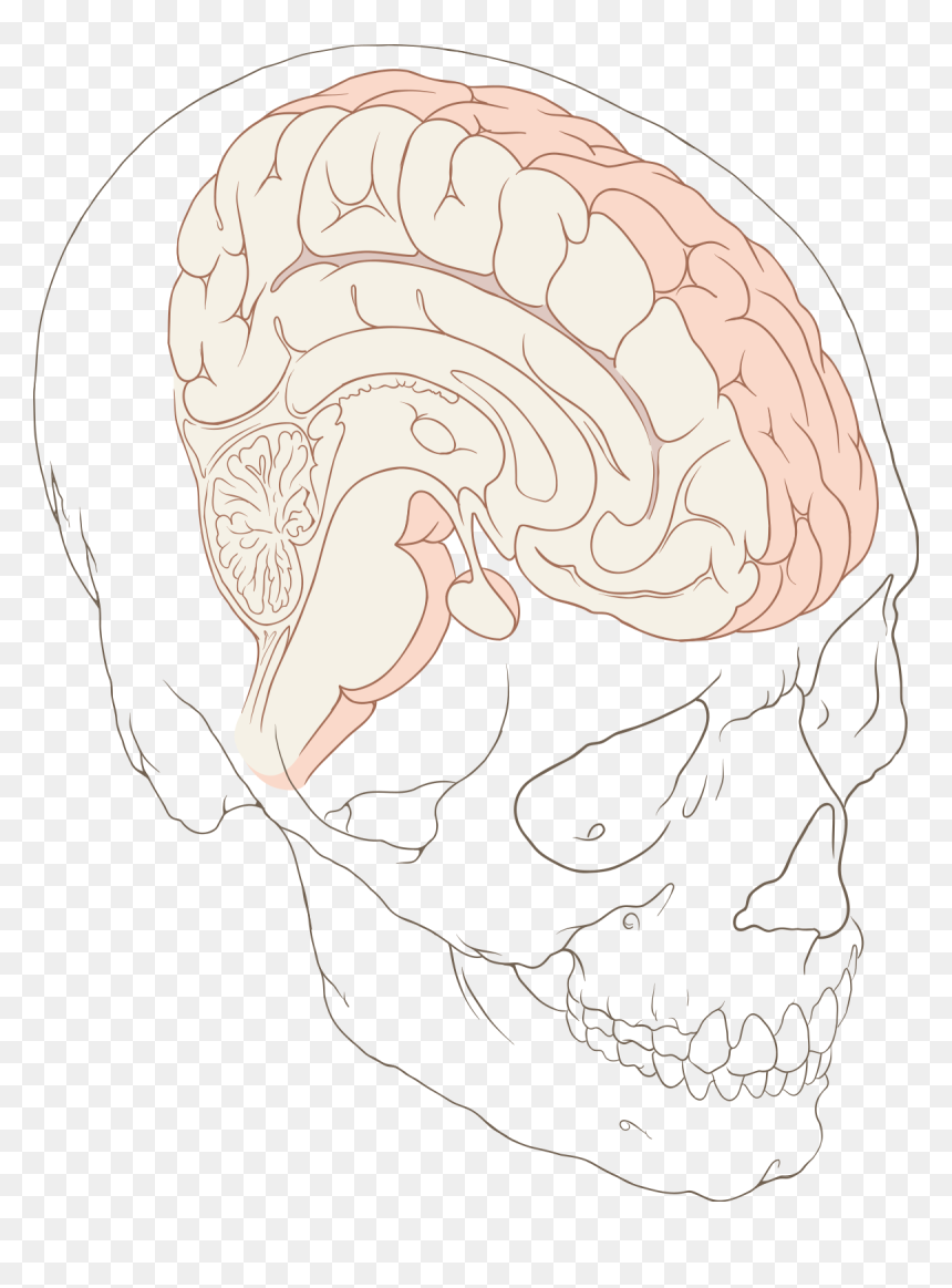 Sketch, HD Png Download - brain drawing png