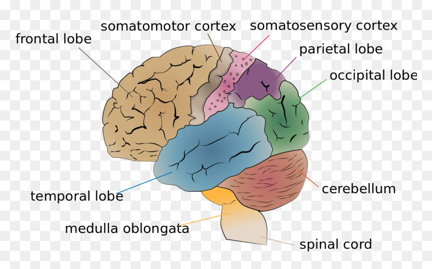 Cerebrum Lobes, HD Png Download - brain drawing png