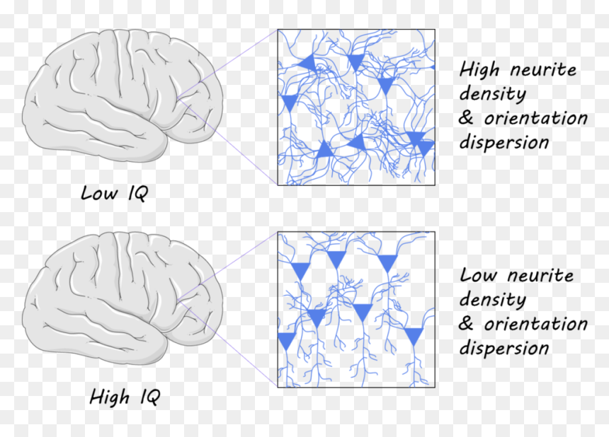 Iqpicfull - Low Neurite Density, HD Png Download - brain drawing png