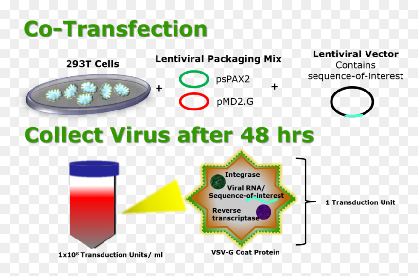 Lentiviral Packaging Protocol - Lentiviral Transfection Principle, HD Png Download - barcode vector png