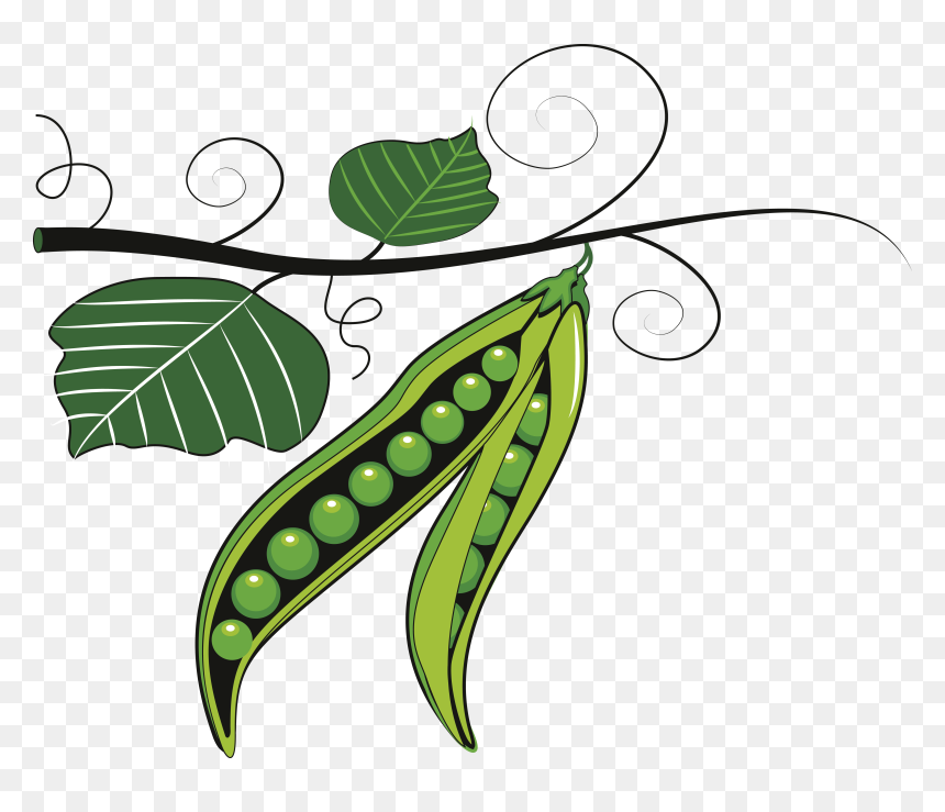 Vegetable Clipart Pulse - Clipart Green Peas, HD Png Download - vegetables clipart png