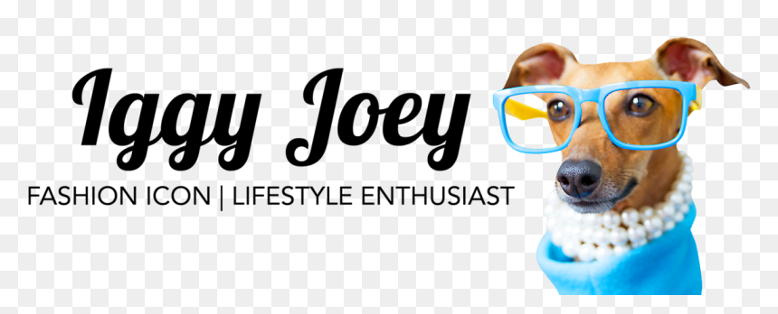 Companion Dog, HD Png Download - lifestyle icon png