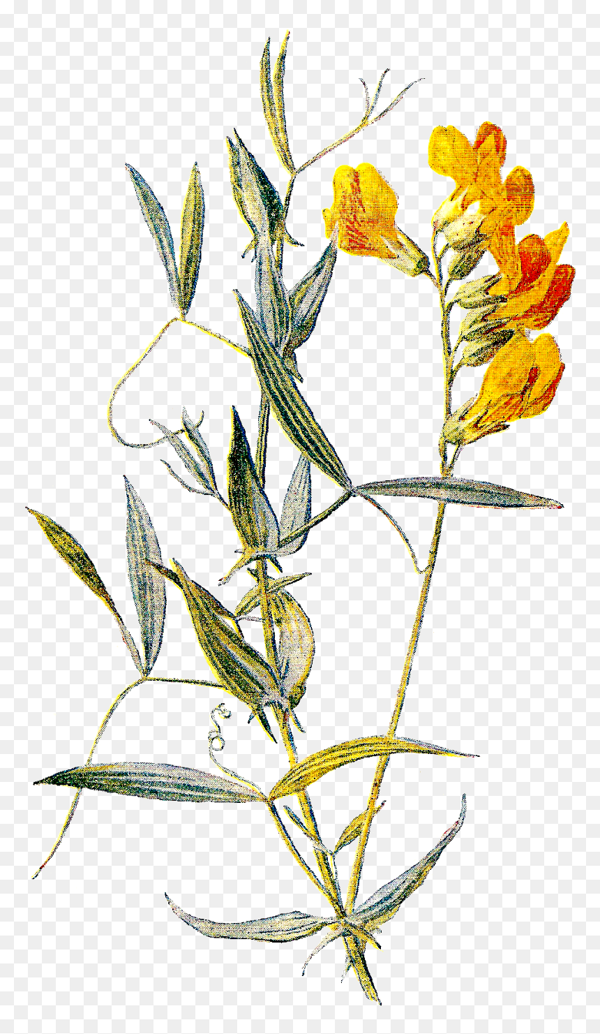 Antique Images March Flower - Sweet Pea Flower Botanical, HD Png Download - hosta png