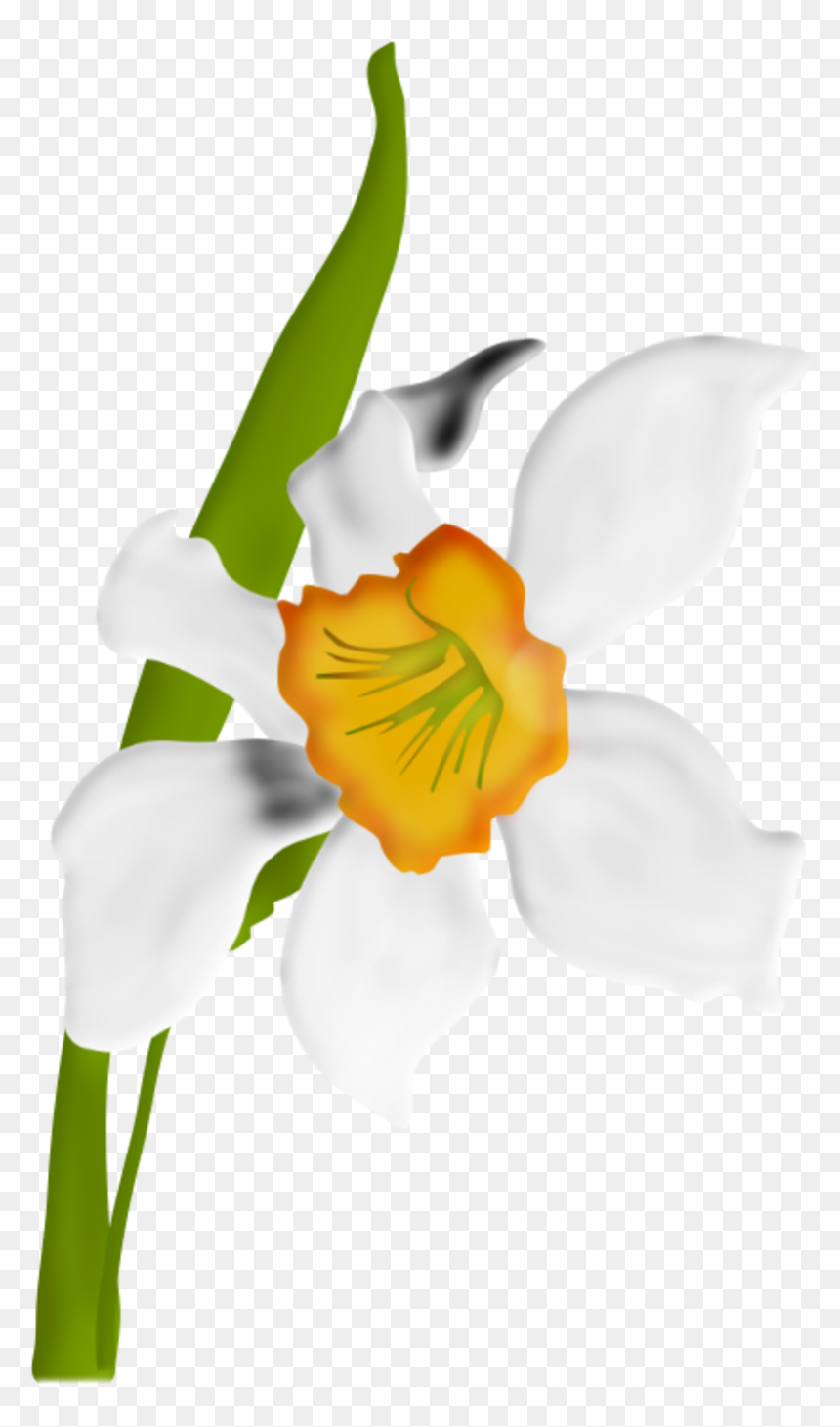 Pin By Lara S - Christmas Orchid, HD Png Download - hosta png