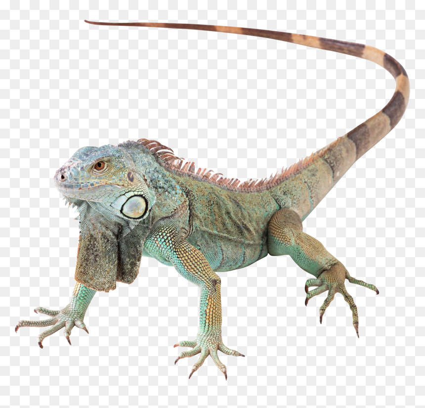Mec - Green Iguana Png, Transparent Png - mushu png