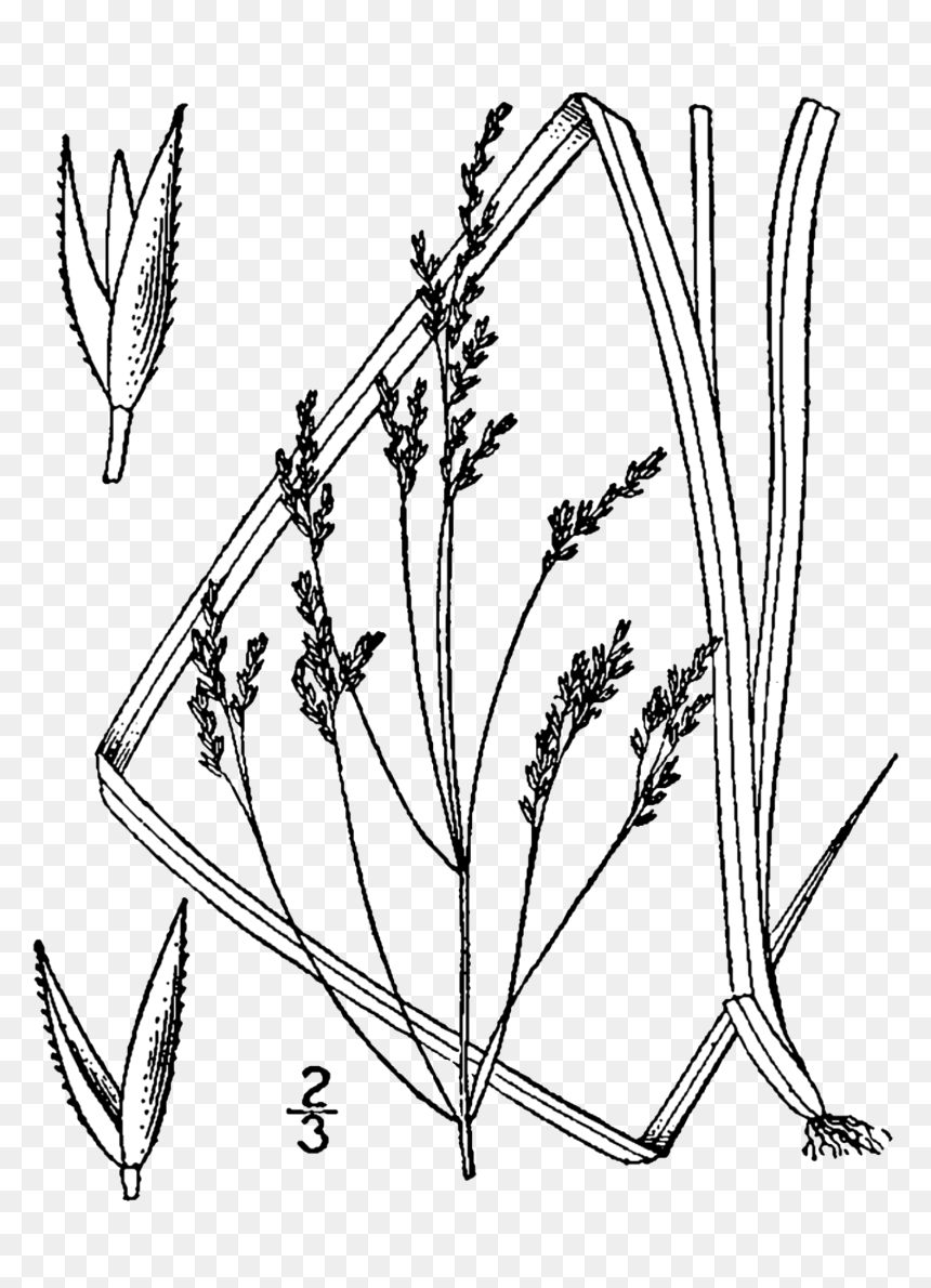 Agrostis Perennans, HD Png Download - grass drawing png