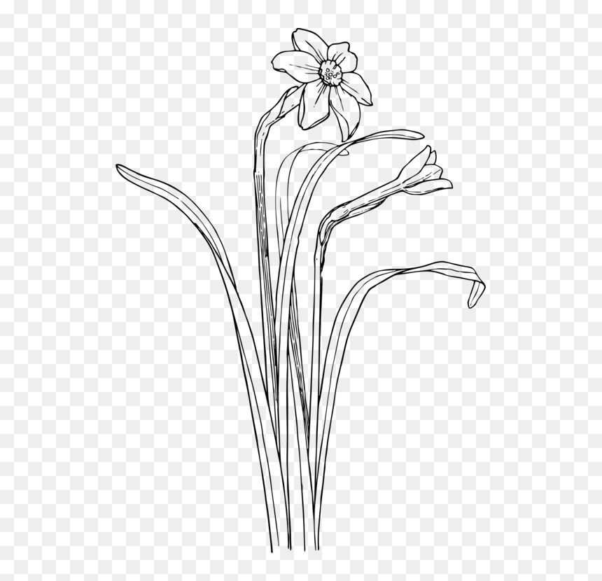 Monochrome Photography,petal,grass Family - Plant Draw Flower Bush, HD Png Download - grass drawing png
