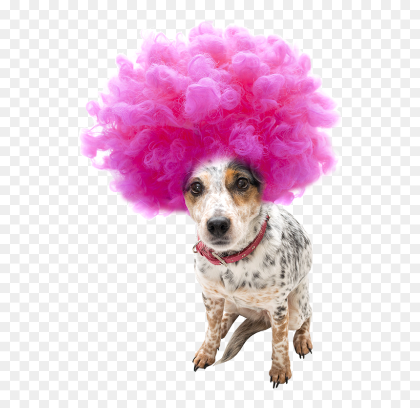 Transparent Afro Wig Png - Wig Clipart, Png Download - afro wig png
