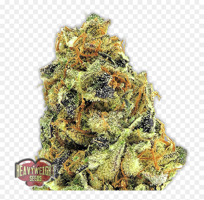 Ko-kush - Ko Kush Strain, HD Png Download - kush png