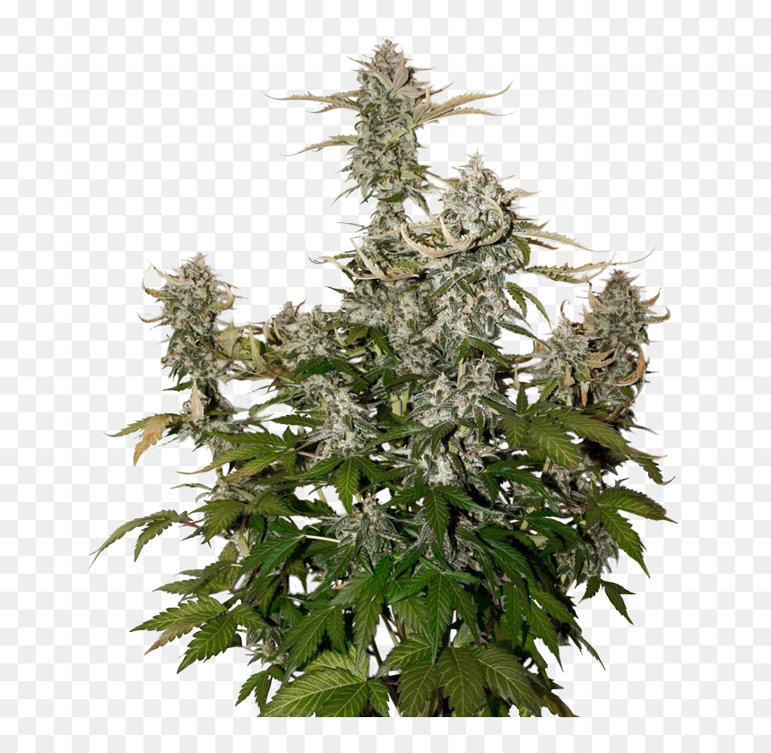 Candy Dowg Kush Auto By Seed Stockers - Candy Kush Autoflower, HD Png Download - kush png