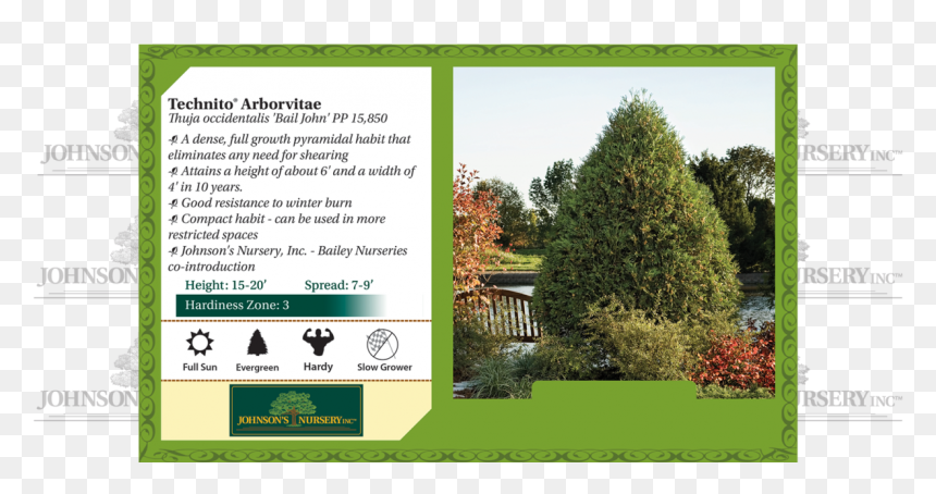 Technito Arborvitae Thuja Occidentalis Bail John Benchcard - Sugar Shack Cephalanthus Occidentalis, HD Png Download - arborvitae png