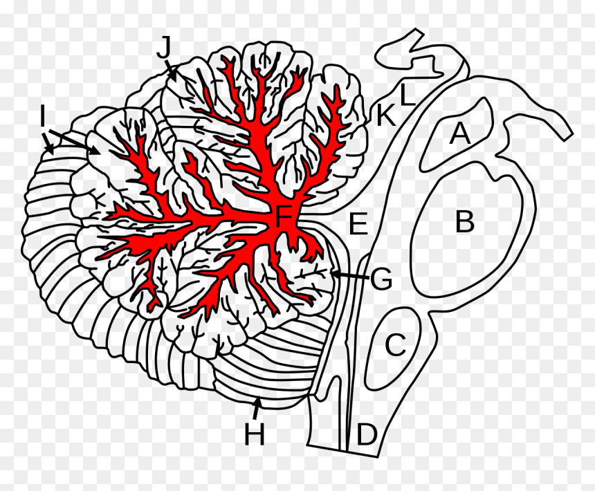 Cerebellum Arbor Vitae, HD Png Download - arborvitae png