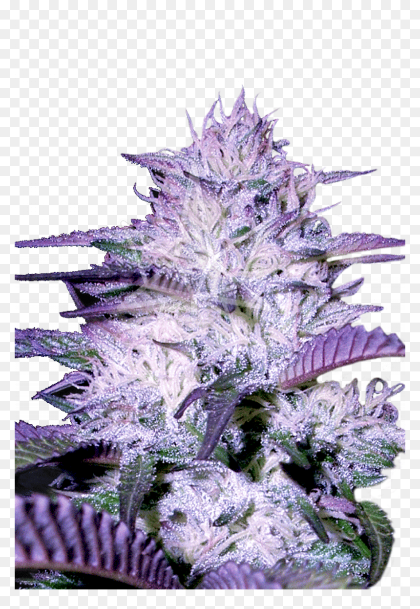 Purple Kush Autoflower Seeds - Godfather Og Feminized Seeds, HD Png Download - kush png
