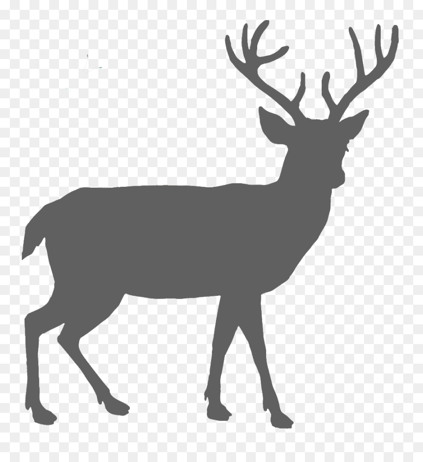 Deer Black And White, HD Png Download - arborvitae png