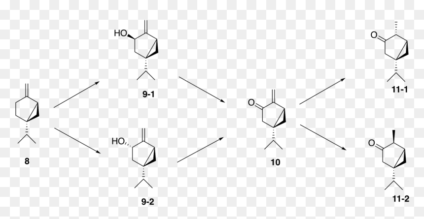 Thujone Synthesis, HD Png Download - arborvitae png
