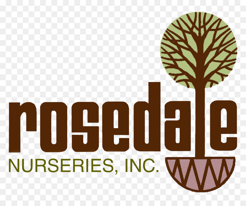 Interseroh, HD Png Download - arborvitae png