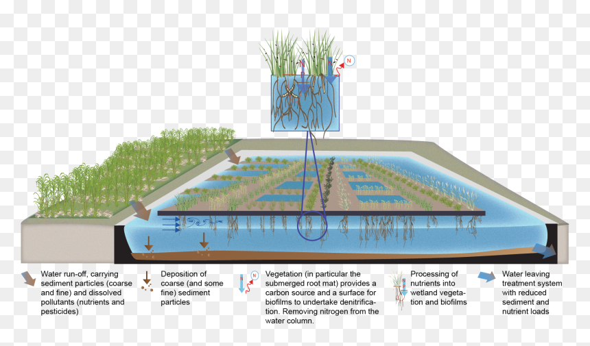 Floating Wetland Design, HD Png Download - wetland plants png