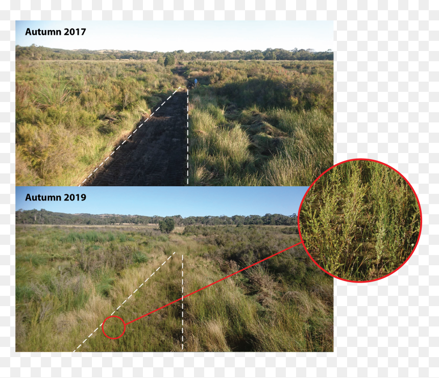 Grass, HD Png Download - wetland plants png
