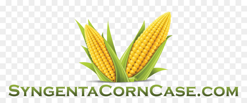 View Larger Image Syngenta Corn Case - Corn Hd, HD Png Download - corn vector png