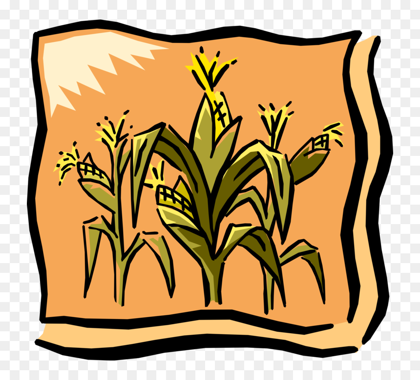 Vector Illustration Of Farm Cornfield Corn Crop In - Corn Graphic, HD Png Download - corn vector png