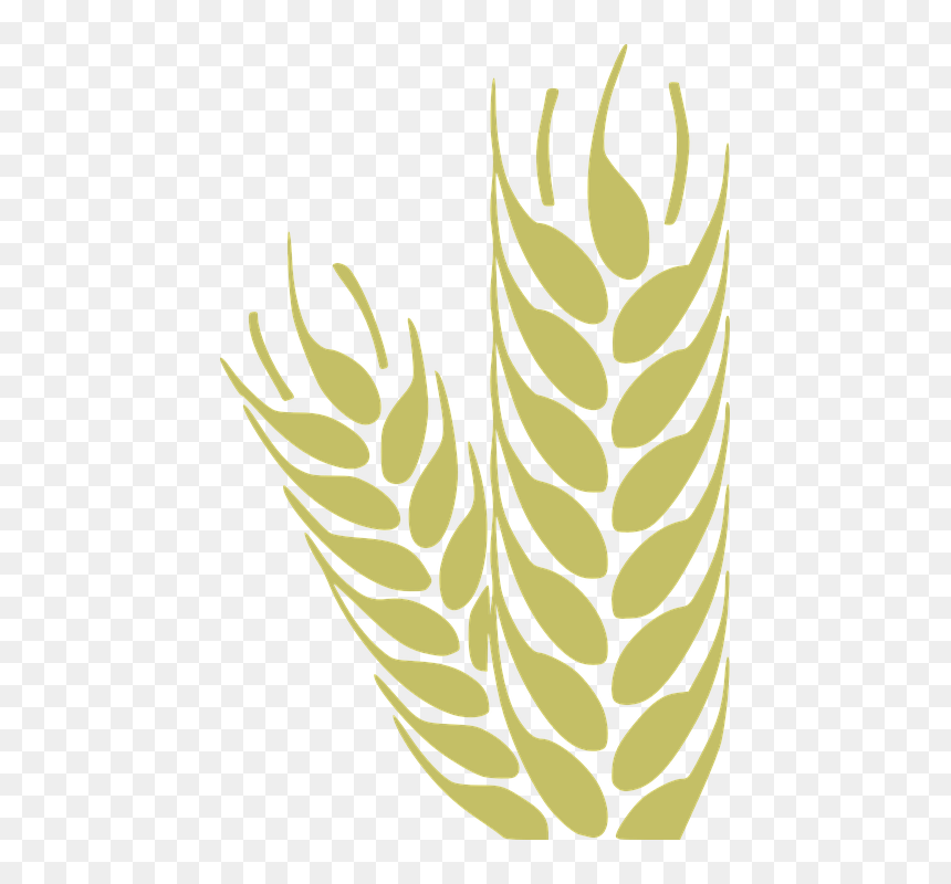 Agriculture Visiting Card Design, HD Png Download - corn vector png