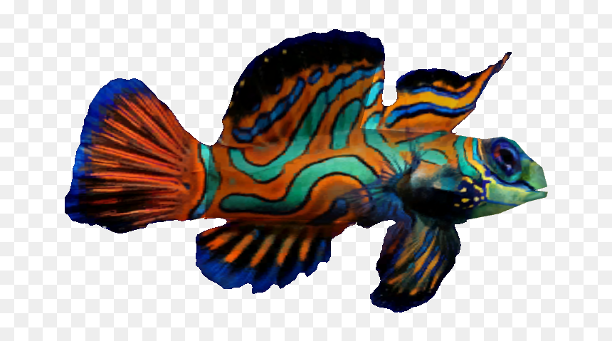 Mandarin Fish, HD Png Download - fish .png